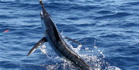 comment  marlin  catch release  fishing world