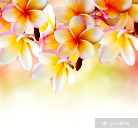 fototapete frangipani tropical spa flower plumeria border design