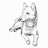 Coloring Shiba Inu Dogs Book Pages Themed Getdrawings Drawing Wanderer Space Books sketch template