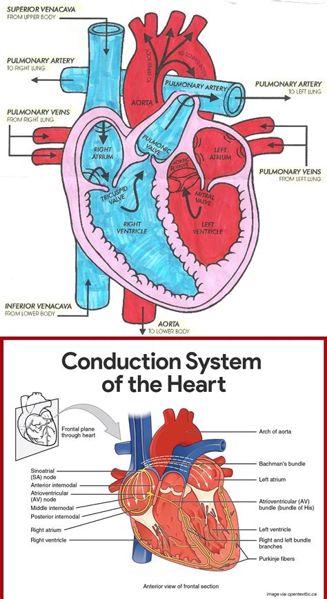 diagram  heart blood flow  cardiac nursing students nclex quiz