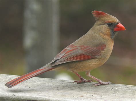 filenorthern cardinal female jpg