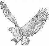 Eagle Coloring Pages Hawk Flight Bird Falke Outline Photograph Wings Drawing Printable Colouring Choose Board Tattoo Dover Doverpublications Publications Welcome sketch template