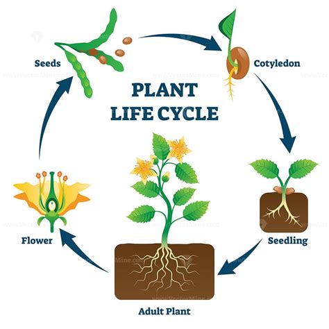 plant life cycle vector illustration vectormine