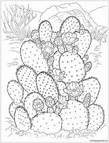 Cactus Desert Pages Coloring Flowering Color Online sketch template
