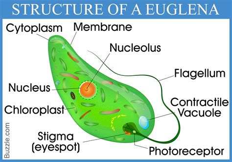 enrich  mind   mindblowing euglena facts biology wise