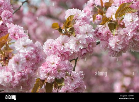 japanische bluetenkirsche prunus serrulata blumen emsland
