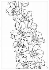 Watercolor Coloring Pages Delphinium Jamaica Drawing Water Flower Set Flowers Color Printable Adults Swiss Book Honduras Tattoo Getcolorings Polina Choose sketch template