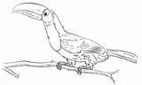 Toucan Keel Billed Toucanet Emerald Coloringonly Draw Firstpalette Designlooter sketch template