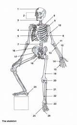 Skeleton Anatomy Coloring Pages Medical Name Human Movement Rotation Anatomi Fill Color Assignment Blanks Below Choose Board Plan Axis Plane sketch template