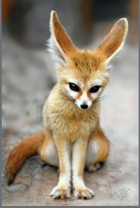 fennec fox fennec fox cute animal pictures cute animals