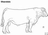 Coloring Cattle Pages Charolais Cow Beef Angus Breed Livestock Science Cows Template Animal Ranch Sketch Templates sketch template
