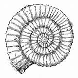 Ammonite Fossils sketch template
