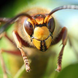 top  entomology facts globalquizorg
