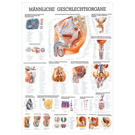 maennliche geschlechtsorgane lehrtafel anatomie  cm medizinische