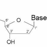 Nucleotide Chemical sketch template