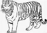Tooth Tiger Sabre Coloring Saber Drawing Pages Getdrawings sketch template