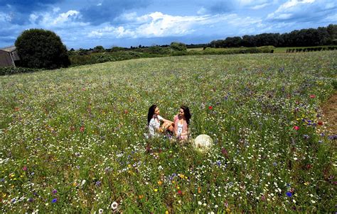 one couple 57 flowers and the somerset meadow they turned into a field of dreams daily mail