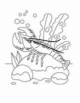 Coloring Pages Seabed Cancer Coloringtop sketch template