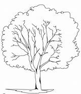 Coloring Tree Elm Trees Pages Ash Clipart Getcolorings Library Silhouette Popular Template sketch template