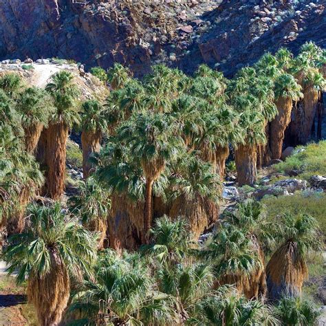 palm canyon palm springs