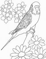 Parakeet Budgie Periquitos 塗り絵 Parakeets Perico Dibujo Cartoon Aves Bordar Canary ぬりえ 大人 Bordados Bordado Ricami 保存 Gwd Floras sketch template