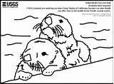 Coloring Otter Sea Northern Printable Categories sketch template
