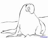 Seal Elephant Drawing Animal Getdrawings sketch template