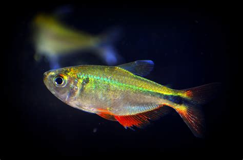 buenos aires tetra fish species profile