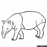 Tapir Animal Coloring Activities Pages Zoo Drawing Rainforest Clipart Color Tapirs Animals Line Gif Printable Thecolor Colouring Malayan Kids Mountain sketch template