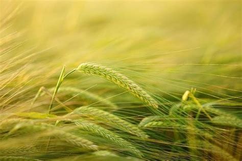 barley varieties