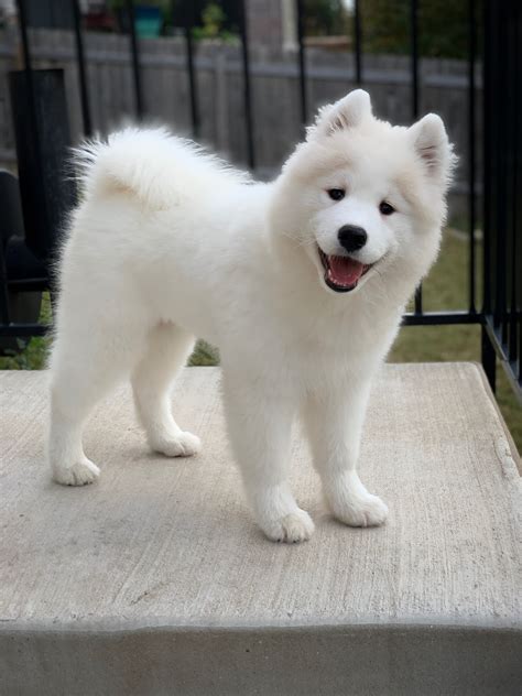 big white fluffy dog breeds wholesale  save  jlcatjgobmx