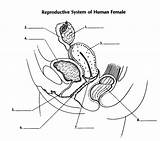 Reproductive Quiz Human Proprofs Labeled Anatomy Diagrams Scb Pregnancy Cuny sketch template