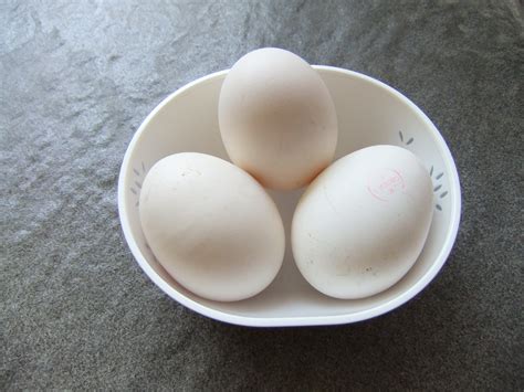 telur ayam kampung bisa meningkatkan kualitas sex
