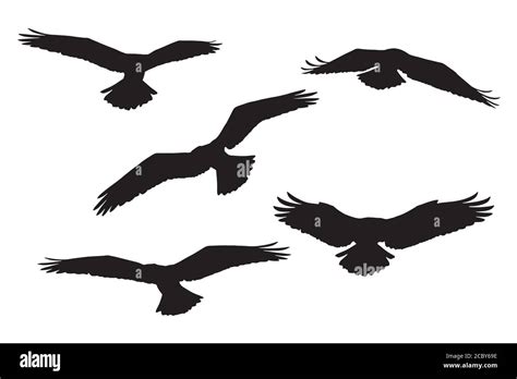 Bird Of Prey Vector Images White Background Stock Vector Image And Art
