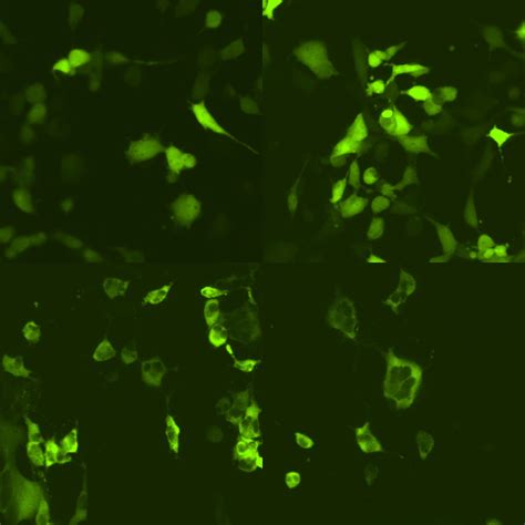 gfp    cells