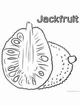 Jackfruit Coloring Fruit Pages Color Choose Board sketch template