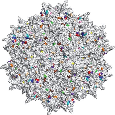 Structure Of Adeno Associated Virus 2 Aav2 113 The Icosahedral