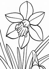 Narcissus Coloring Pages sketch template