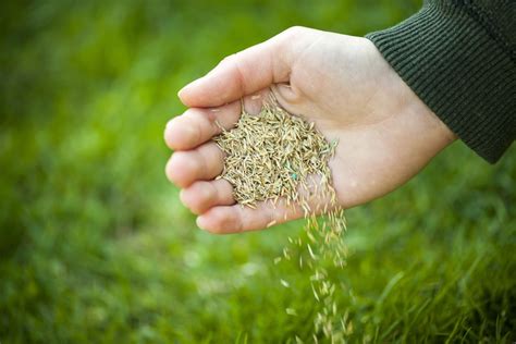 sow grass seed complete guide bury hill topsoil blog