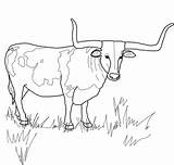 Longhorn Stier Cow Ausmalbild Steer Ferdinand Cattle Supercoloring Ausdrucken Kostenlos Ochse Hereford Horned sketch template