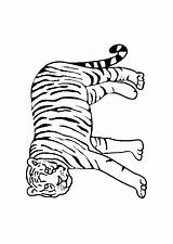 Tigre Hugolescargot Rode Tigres sketch template