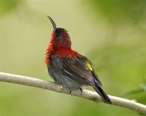 crimson sunbird bird information pictures beauty  bird