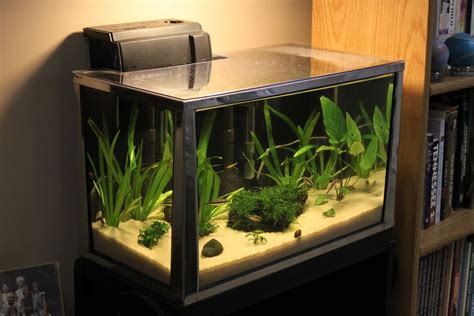 gallon fish tank  aquarium kits reveiws guide