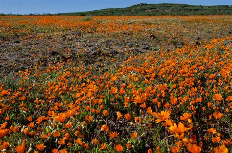 guide  south africas spring flowers wild flowers african overland tours