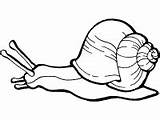 Snail Coloring Activities Printable Generic sketch template