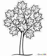 Maple Trees Draw Webmaster автором обновлено July Drawdoo sketch template