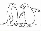 Penguins Penguin Coloring Template Pages Baby Adelie Templates Print Twin Pair Their Shape Animal Cartoons Nest Caroline Arnold Books sketch template