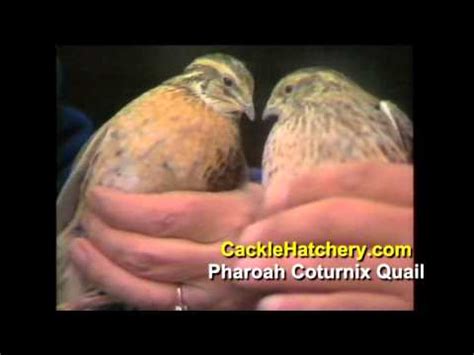 pharoah coturnix quail youtube