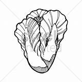 Lettuce Coloring Clipart Getdrawings Drawing Transparent Webstockreview Iceberg sketch template