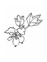 Gooseberry Coloring Pages Supercoloring sketch template